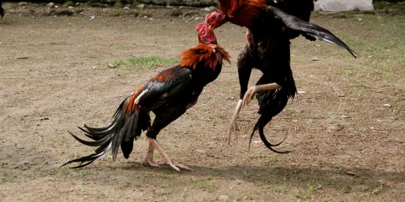 Đá gà 98VV phát trực tiếp với lịch đấu liên tục