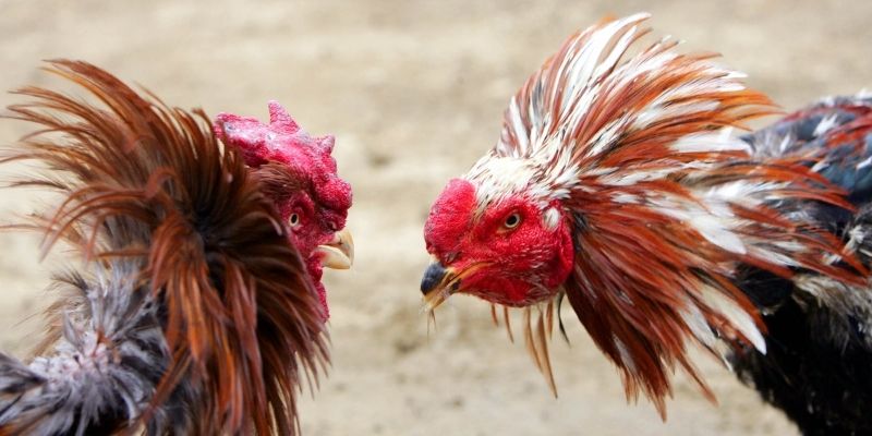 Đá gà 98VV và kinh nghiệm quan sát chiến kê